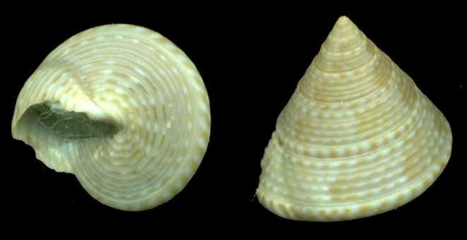 2 - Calliostoma virescens?